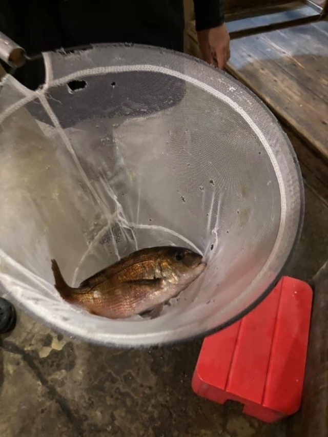 ポケモンGO｜写メ日記｜あんず｜品川・五反田 一般デリヘル 熟女の風俗最終章 品川店