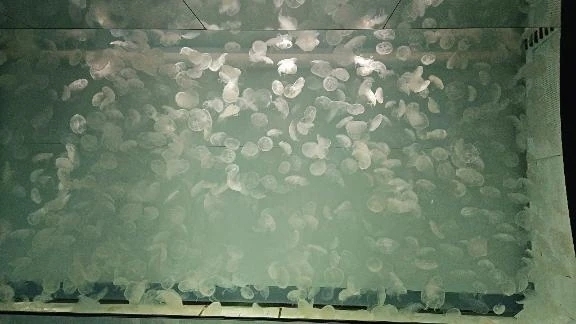 ありがとう💕｜写メ日記｜ひろ｜品川・五反田 一般デリヘル 熟女の風俗最終章 品川店