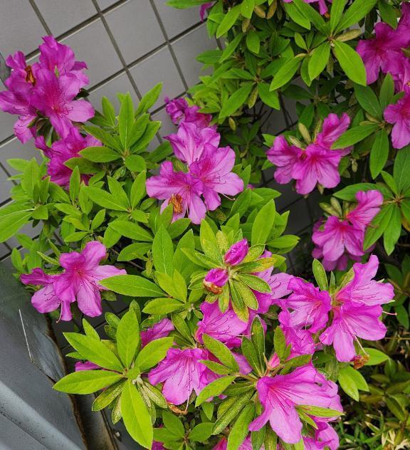 Kさんへ、お礼のメールです♪｜写メ日記｜ここみ｜品川・五反田 一般デリヘル 熟女の風俗最終章 品川店