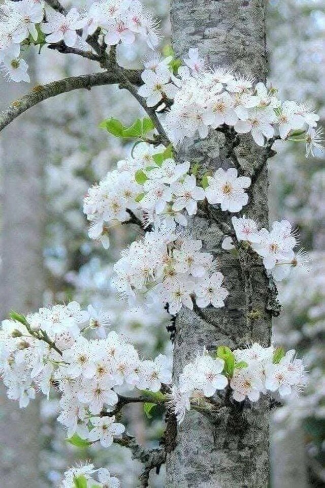 Iさんへ、お礼のメールです♪｜写メ日記｜ここみ｜品川・五反田 一般デリヘル 熟女の風俗最終章 品川店