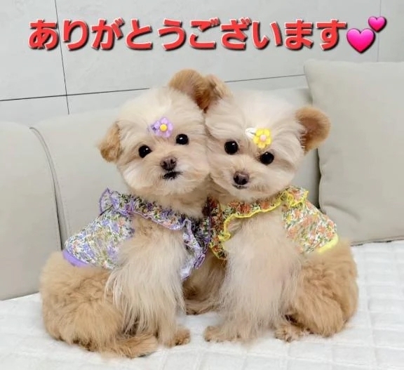 オークでお会いしたK様へ💕｜写メ日記｜まりほ｜品川・五反田 一般デリヘル 熟女の風俗最終章 品川店