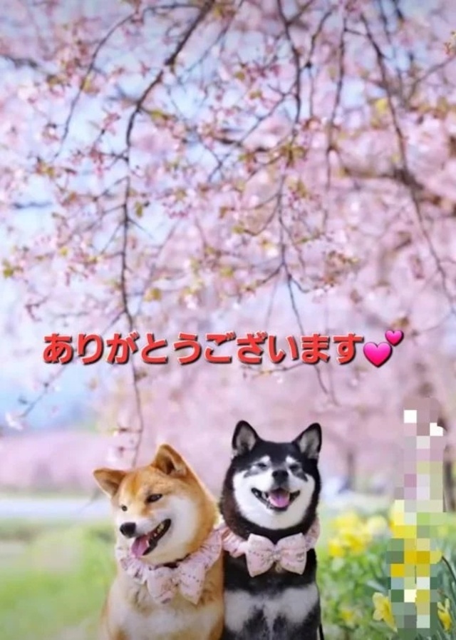 ラムセスリゾートてお会いしたT様へ💕｜写メ日記｜まりほ｜品川・五反田 一般デリヘル 熟女の風俗最終章 品川店