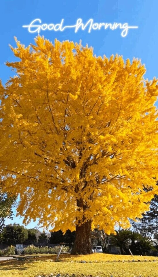 おはようございますヾ(o´∀｀o)ﾉ