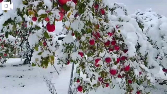 りんごの収穫大変だったみたい💦｜写メ日記｜ゆりこ｜品川・五反田 一般デリヘル 熟女の風俗最終章 品川店