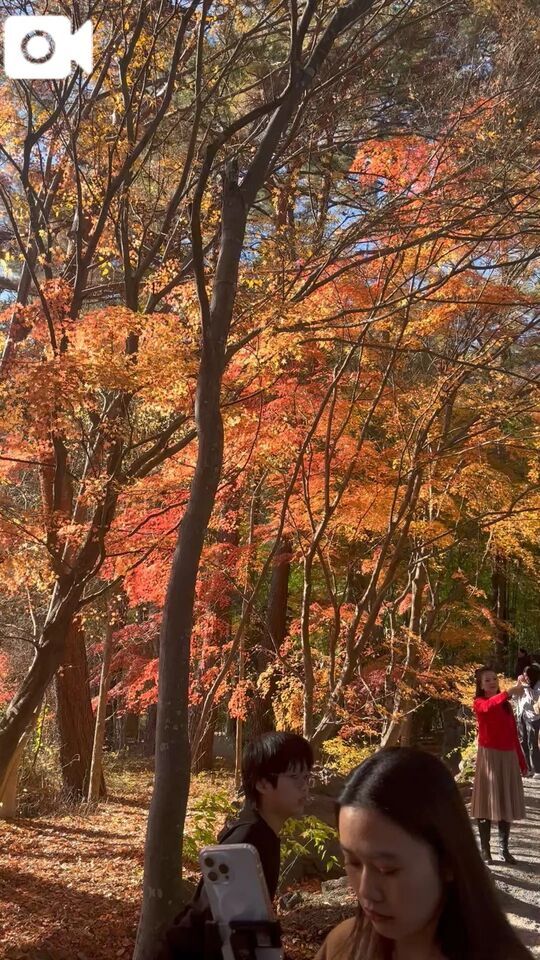 河口湖紅葉回廊行ってきました｜写メ日記｜ゆりこ｜品川・五反田 一般デリヘル 熟女の風俗最終章 品川店