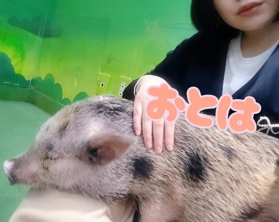 ぶー🐽｜写メ日記｜おとは｜品川・五反田 一般デリヘル 熟女の風俗最終章 品川店