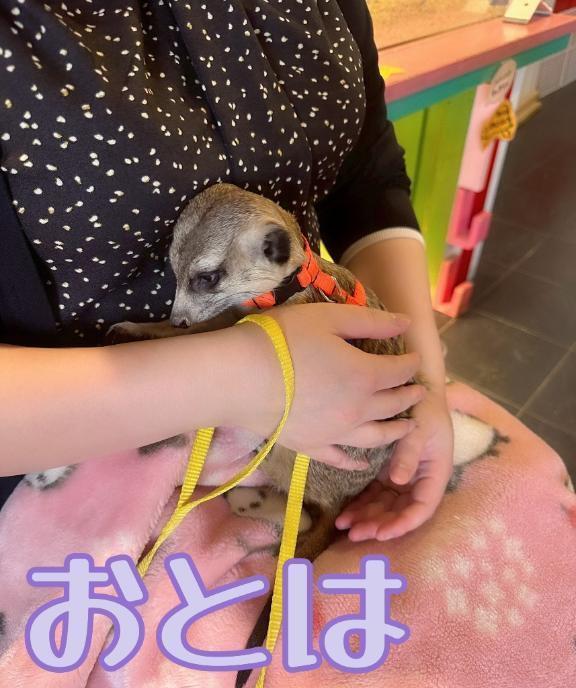 感謝✨️｜写メ日記｜おとは｜品川・五反田 一般デリヘル 熟女の風俗最終章 品川店