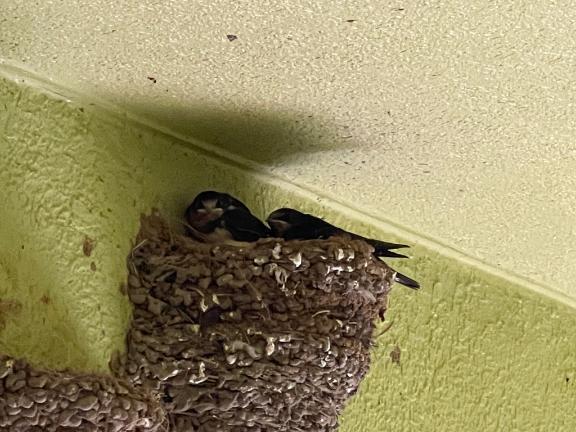 子育て🐥｜写メ日記｜きょうか｜品川・五反田 一般デリヘル 熟女の風俗最終章 品川店
