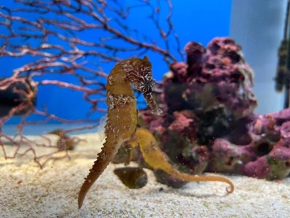 残念なお知らせ😭｜写メ日記｜きょうか｜品川・五反田 一般デリヘル 熟女の風俗最終章 品川店