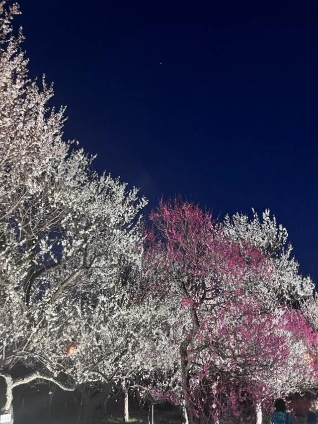 お休みだけど♡｜写メ日記｜うめ｜品川・五反田 一般デリヘル 熟女の風俗最終章 品川店
