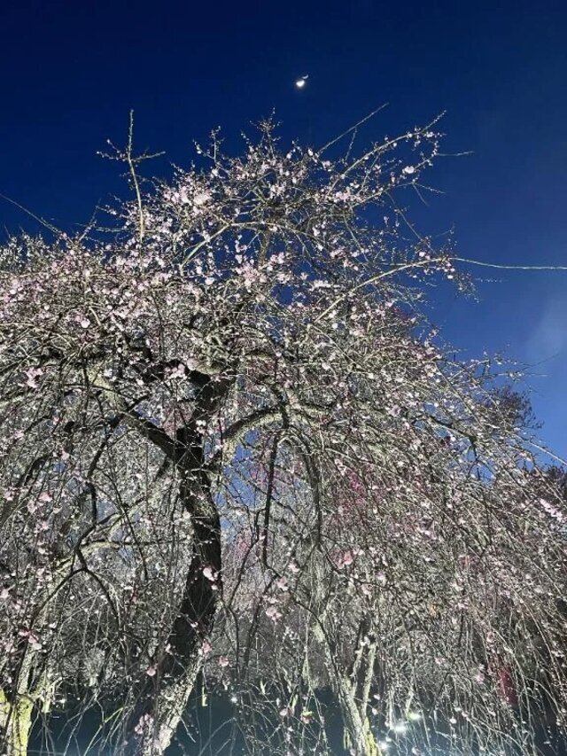 (`‐ω‐´)ｸﾞﾇﾇ…