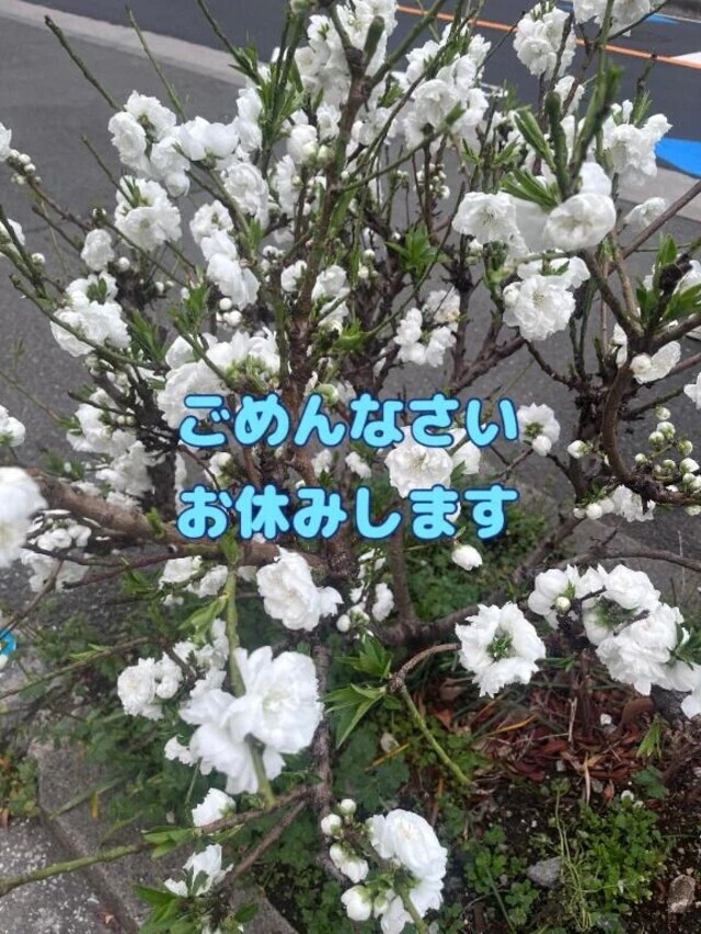 おはーよ(*´︶`)｜写メ日記｜うめ｜品川・五反田 一般デリヘル 熟女の風俗最終章 品川店