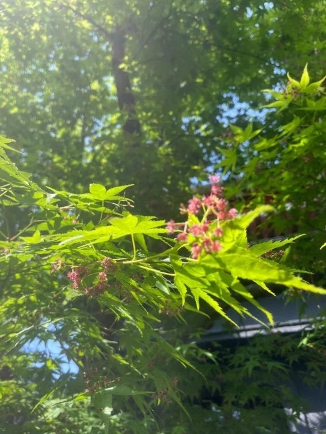 おはーよ( ◜ᴗ◝)｜写メ日記｜うめ｜品川・五反田 一般デリヘル 熟女の風俗最終章 品川店