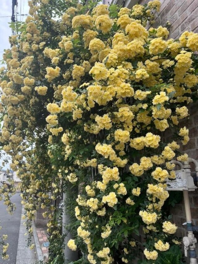 おはよんよん✌️｜写メ日記｜うめ｜品川・五反田 一般デリヘル 熟女の風俗最終章 品川店