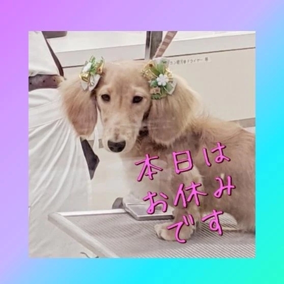 明日に変更！｜写メ日記｜ゆう｜品川・五反田 一般デリヘル 熟女の風俗最終章 品川店