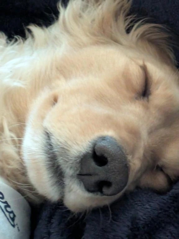 (⁠•⁠ ⁠▽⁠ ⁠•⁠;⁠)｜写メ日記｜ゆう｜品川・五反田 一般デリヘル 熟女の風俗最終章 品川店