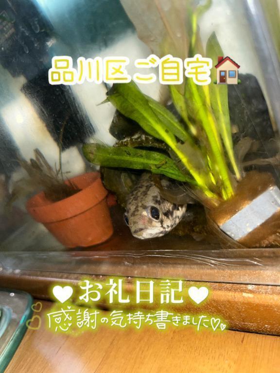 品川区ご自宅🏠｜写メ日記｜うみか｜品川・五反田 一般デリヘル 熟女の風俗最終章 品川店