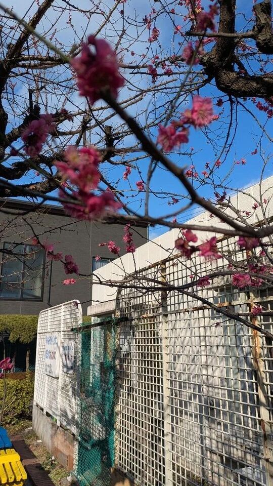 おはようございます☀️.°‬｜写メ日記｜りんこ｜品川・五反田 一般デリヘル 熟女の風俗最終章 品川店