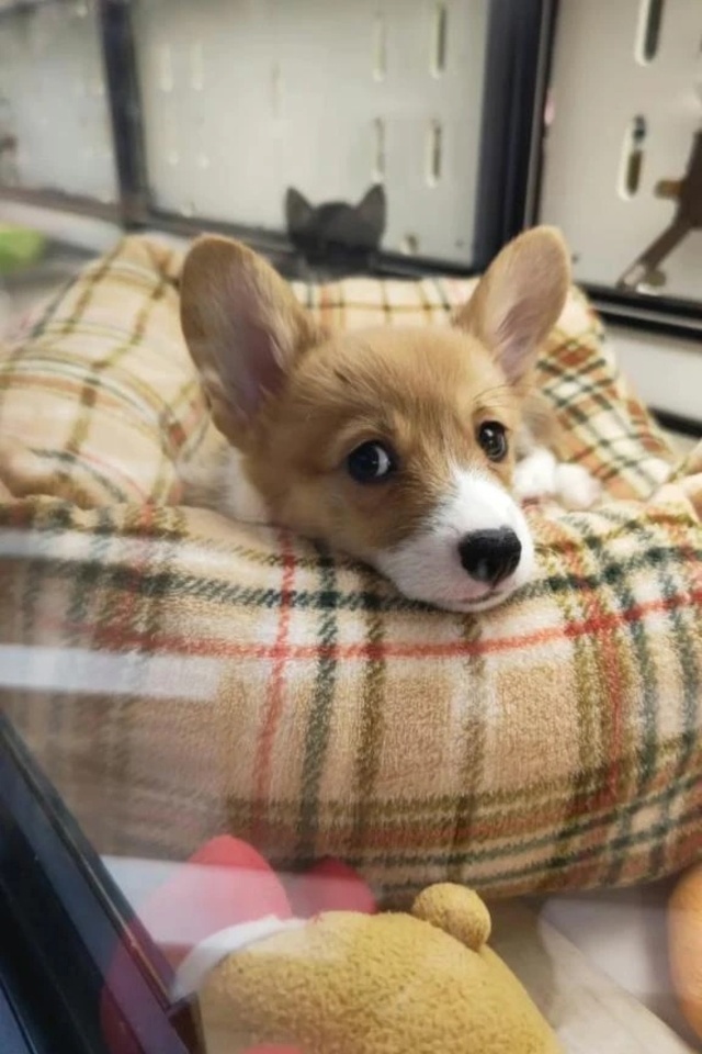 はるな｜写メ日記｜はるな｜品川・五反田 一般デリヘル 熟女の風俗最終章 品川店