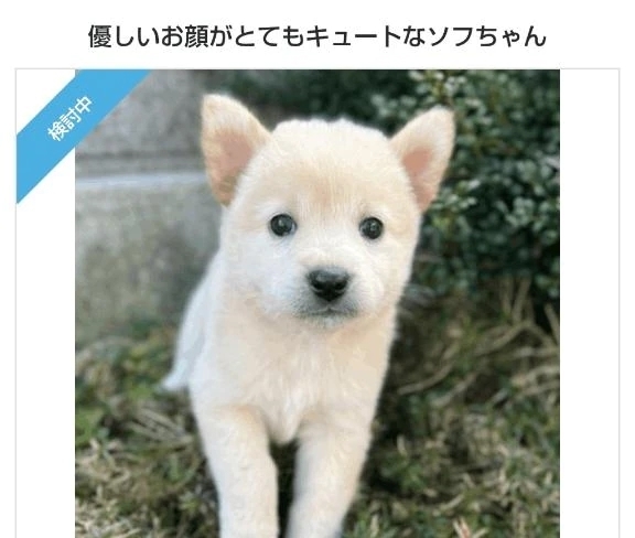 はるな｜写メ日記｜はるな｜品川・五反田 一般デリヘル 熟女の風俗最終章 品川店