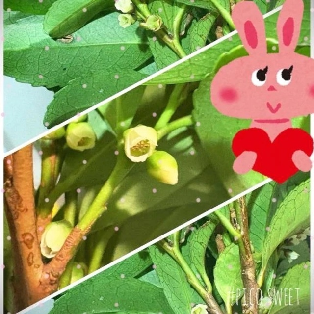 こんにちは☆｜写メ日記｜かすみ｜品川・五反田 一般デリヘル 熟女の風俗最終章 品川店