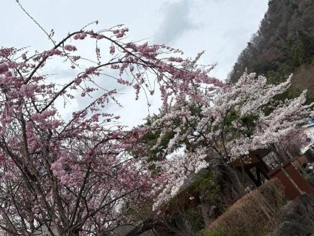 おはようございます🎵｜写メ日記｜はづき｜品川・五反田 一般デリヘル 熟女の風俗最終章 品川店