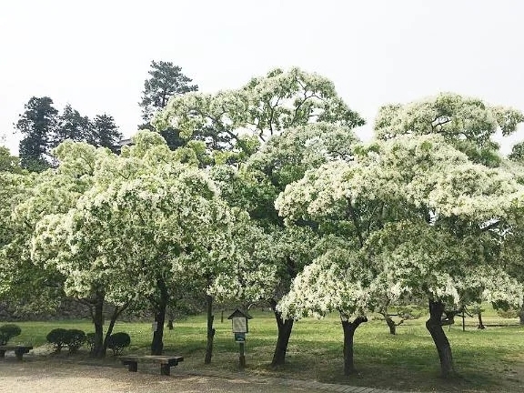 明後日😊｜写メ日記｜さえ｜品川・五反田 一般デリヘル 熟女の風俗最終章 品川店
