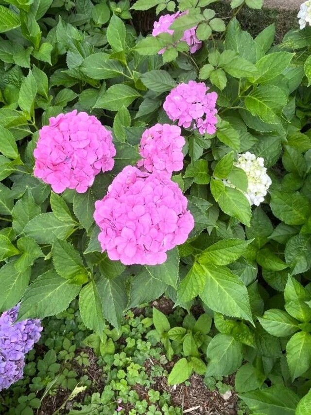 おはようございます