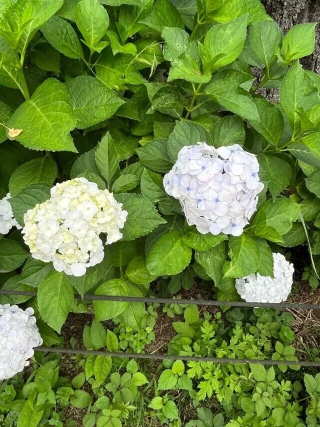 お詫びです｜写メ日記｜うた｜品川・五反田 一般デリヘル 熟女の風俗最終章 品川店
