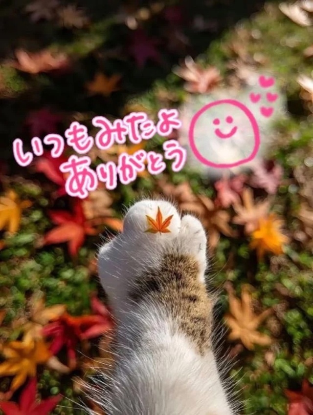 💖みたよのお礼💖｜写メ日記｜水沢　琴音｜新宿 出張SM 電マ惑星 イラマチーオ新宿店