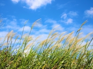 風が｜写メ日記｜星野　りく｜新宿 出張SM 電マ惑星 イラマチーオ新宿店