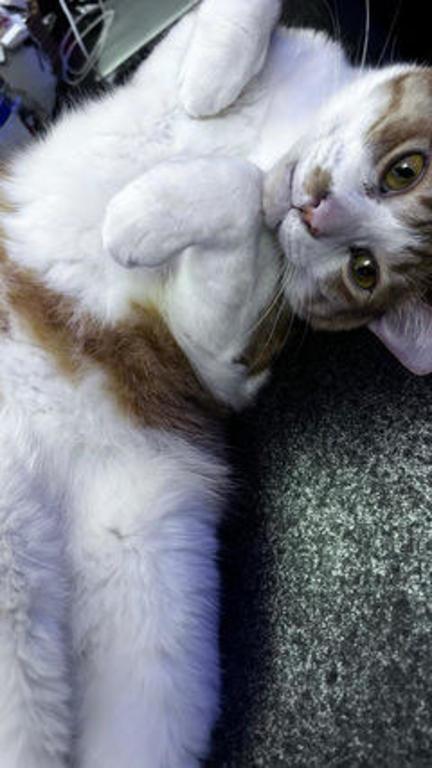 ねこ