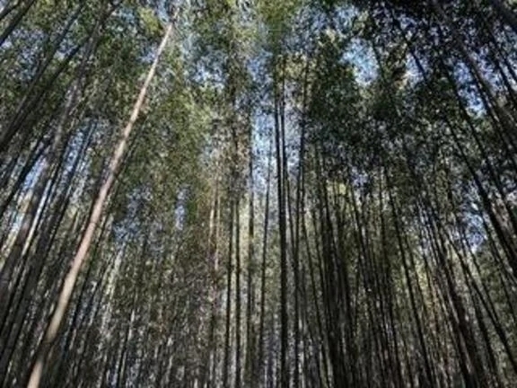 静かな夜の手紙