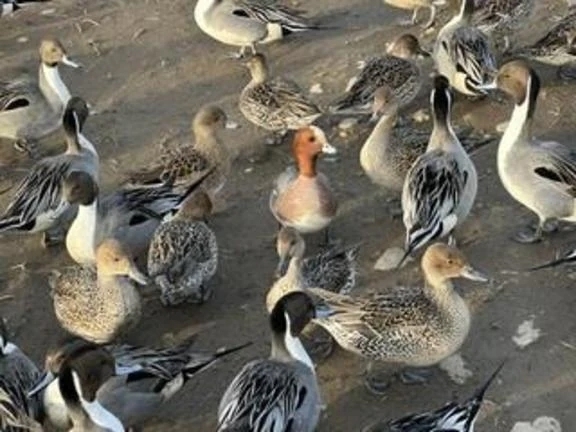 美人！！！｜写メ日記｜月乃　ひいろ｜新宿 出張SM 電マ惑星 イラマチーオ新宿店