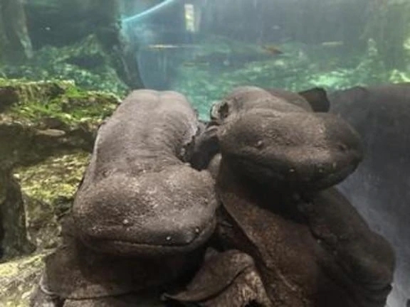 水族館♪｜写メ日記｜月乃　ひいろ｜新宿 出張SM 電マ惑星 イラマチーオ新宿店
