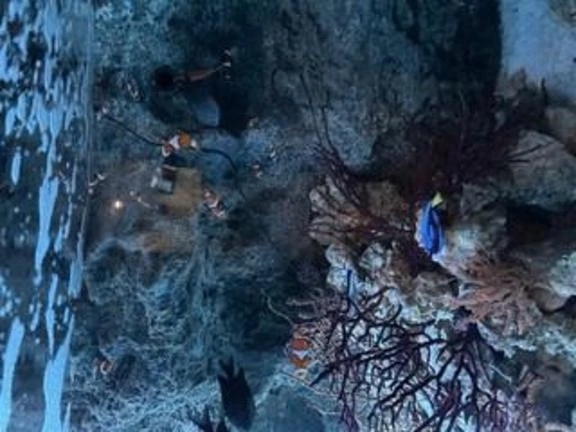 セラピー｜写メ日記｜白井　蘭｜新宿 出張SM 電マ惑星 イラマチーオ新宿店