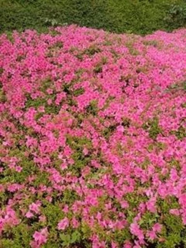 こんにちは☆