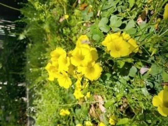 本日も｜写メ日記｜滝藤　葉月｜品川・五反田 出張SM 電マ惑星 イラマチーオ五反田店