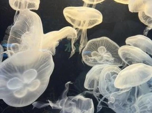 SMお試しフルコース｜写メ日記｜水嶋　りな｜品川・五反田 出張SM 電マ惑星 イラマチーオ五反田店