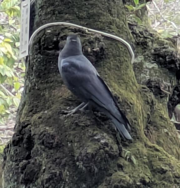 おはようございます