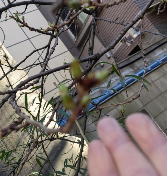 おはようございます