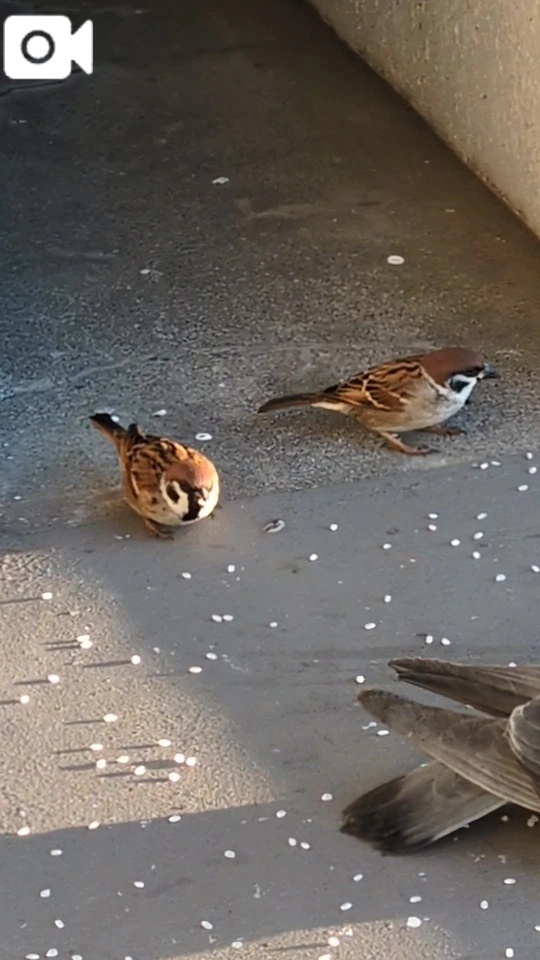 おはようございます😊✨|写メ日記|ともえ|鶯谷 人妻デリヘル 鶯谷おかあさん