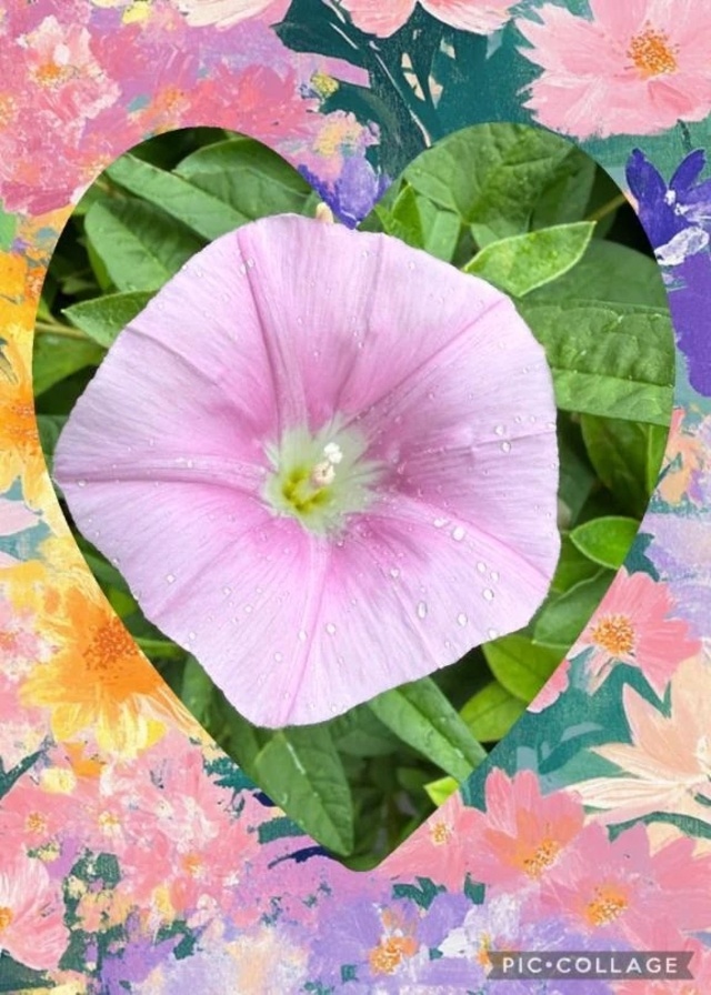 明日ご予約有難う御座います🙇‍♀️つゆ｜写メ日記｜まいこ｜鶯谷 人妻デリヘル 鶯谷おかあさん