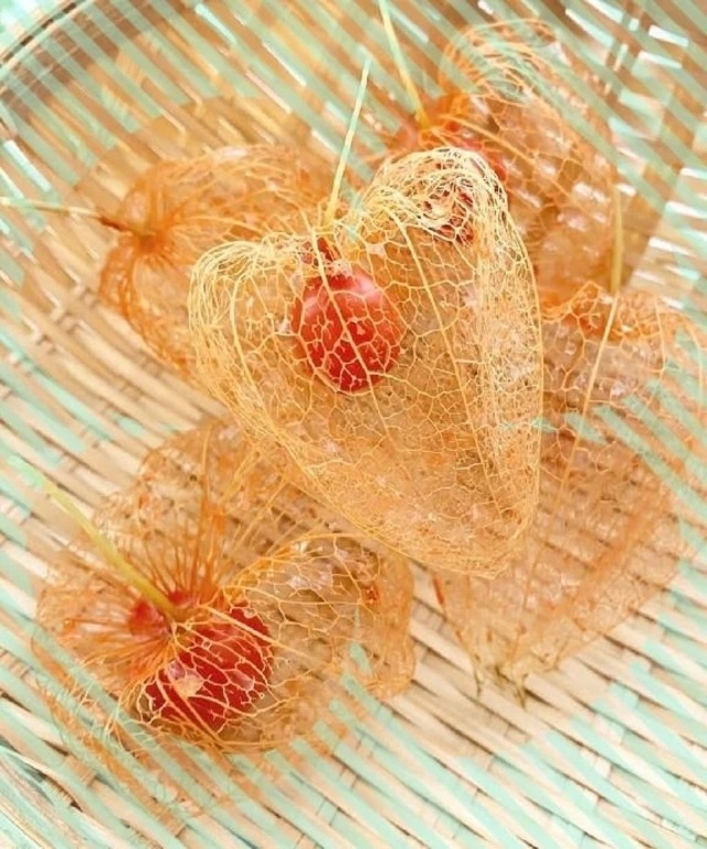 透かしほおづき｜写メ日記｜ましろ｜鶯谷 人妻デリヘル 鶯谷おかあさん