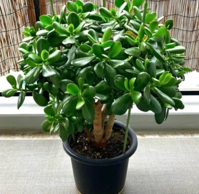 多肉植物
