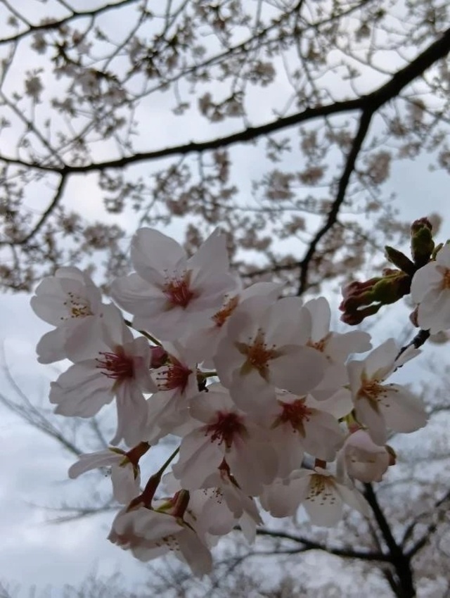 13時から出勤｜写メ日記｜シュルツ｜鶯谷 一般デリヘル 鶯谷デッドボール