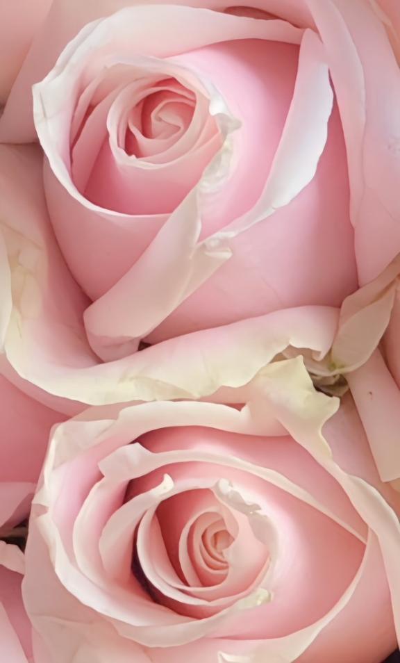🌹出勤についての　お知らせですわ🌹｜写メ日記｜フランスア｜鶯谷 一般デリヘル 鶯谷デッドボール