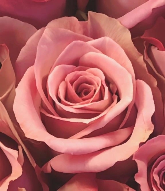 お詫び｜写メ日記｜フランスア｜鶯谷 一般デリヘル 鶯谷デッドボール