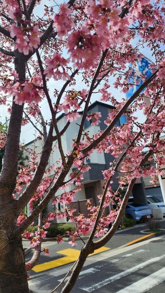 明日は出勤します&事前ご予約誠にありがとうですわ🥰｜写メ日記｜フランスア｜鶯谷 一般デリヘル 鶯谷デッドボール