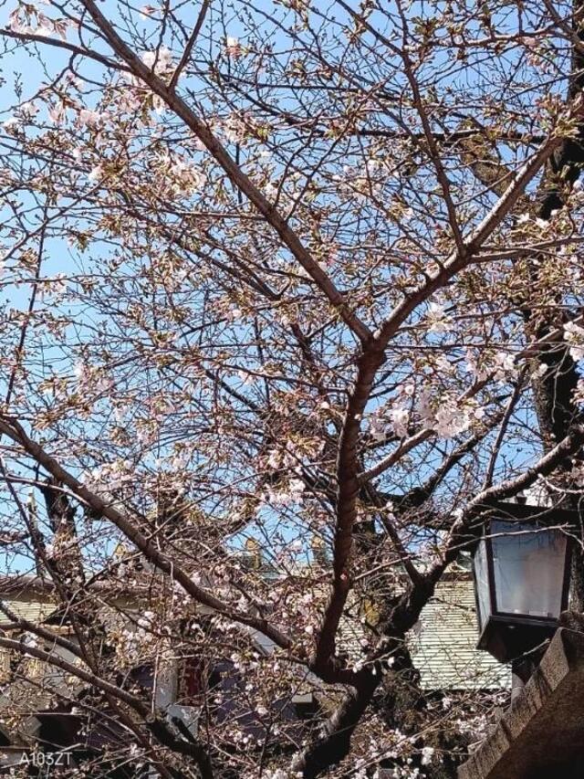 晴れ｜写メ日記｜入江｜鶯谷 一般デリヘル 鶯谷デッドボール